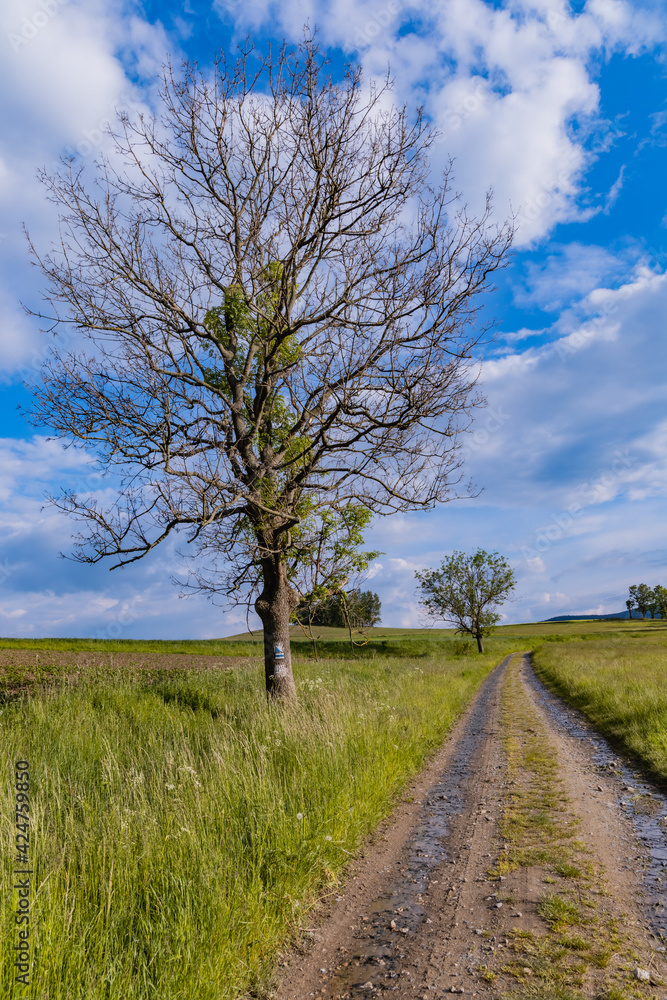 Alone tree next to Long mountain trail with beautiful landscape in Rudawy Janowickie Alone tree next to Long mountain trail with beautiful landscape in Rudawy Janowickie