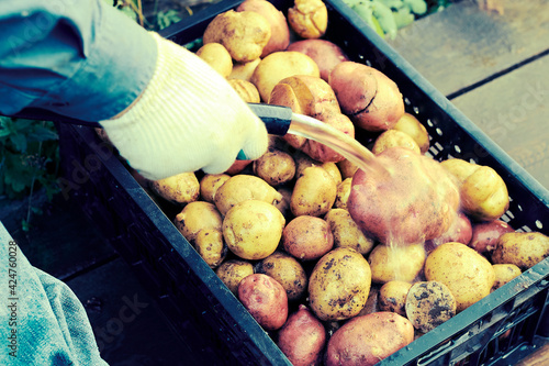 washing potato in box