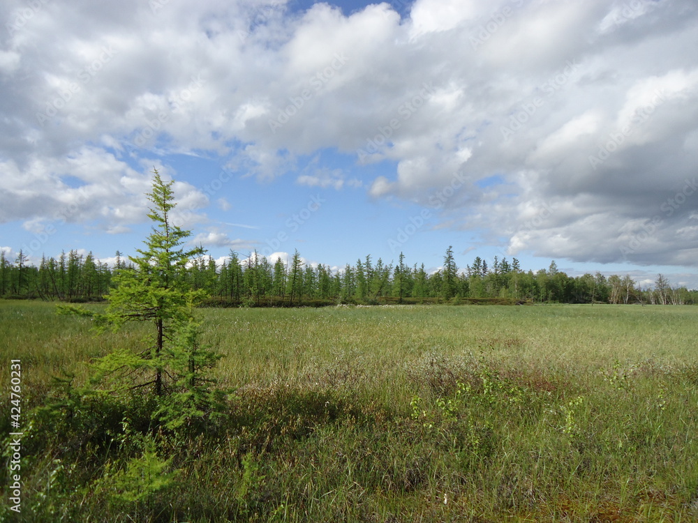 Nature in the north Nature in the north
