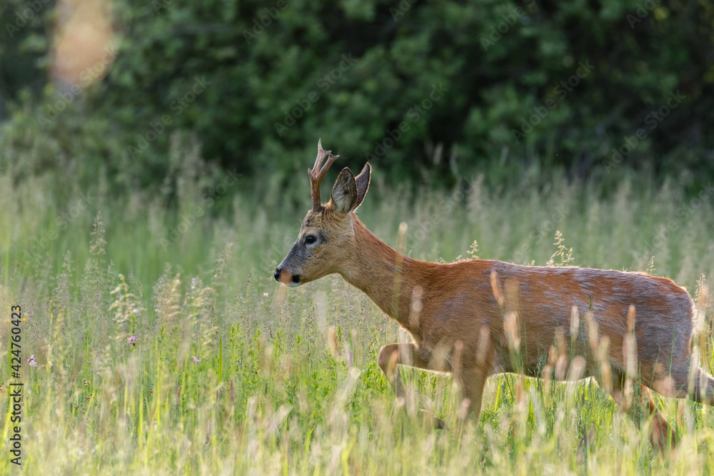 Samiec kozioł Sarna europejska Capreolus capreolus spaceruje na zielonej łące w Dolina Baryczy Stawy Milickie Samiec kozioł Sarna europejska Capreolus capreolus spaceruje na zielonej łące w Dolina Baryczy Stawy Milickie
