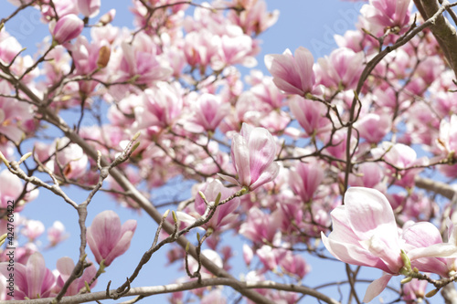 Spring flower pink white magnolia on branch.