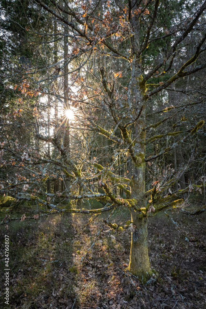 Fototapeta premium Baum im Wald von Sonne durchflutet