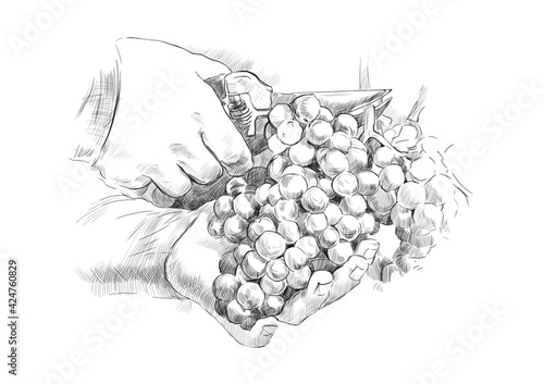 sketch of the hands of a winemaker with secateurs and a bunch of grapes on a white background. engraving or drawing.