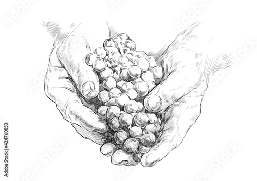 sketch of hands of a winemaker with a bunch of grapes on a white background. engraving or drawing.