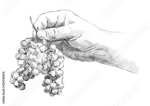 sketch of hands of a winemaker with a bunch of grapes on a white background. engraving or drawing.