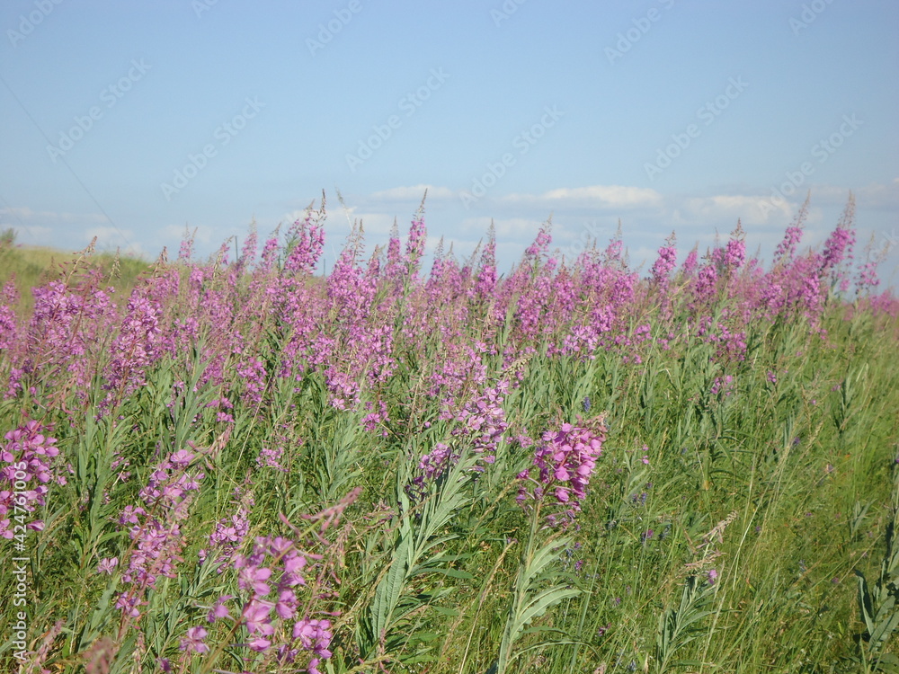 Fototapeta premium Field with wildflowers