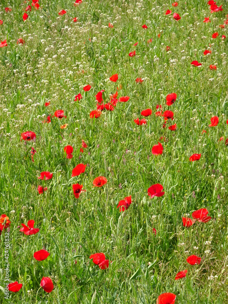Red Floral Poppy Flower Field 