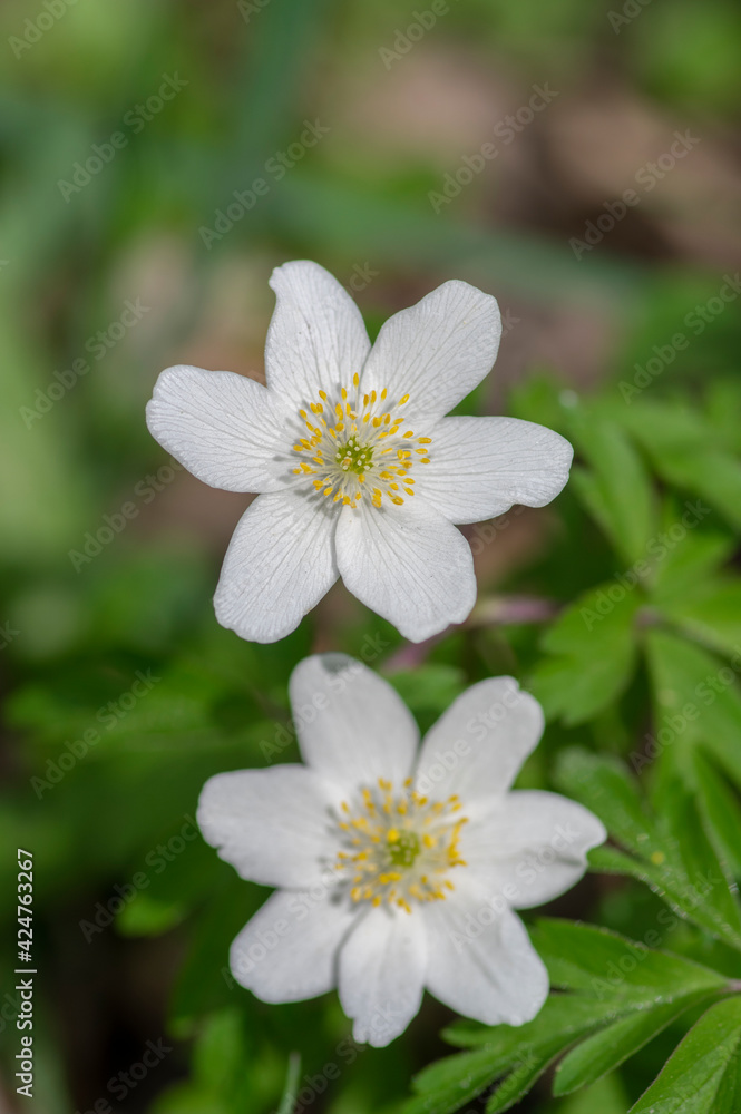Anemonoides nemorosa wood anemone white flower in bloom, springtime flowering bunch of wild plants Anemonoides nemorosa wood anemone white flower in bloom, springtime flowering bunch of wild plants