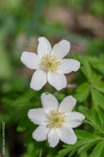 Anemonoides nemorosa wood anemone white flower in bloom, springtime flowering bunch of wild plants