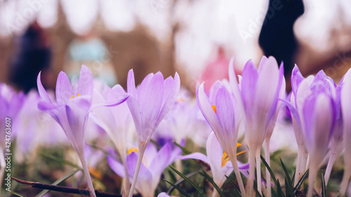 Spring flowers crocuses
