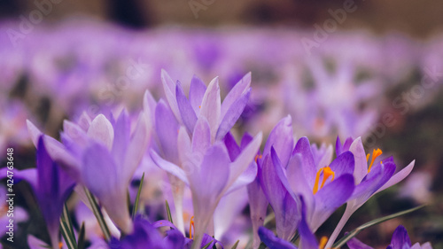 Spring flowers crocuses