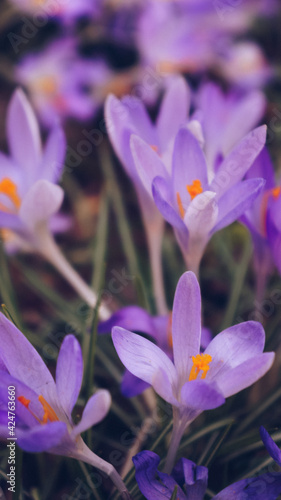 Spring flowers crocuses