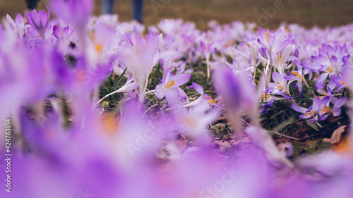 Spring flowers crocuses