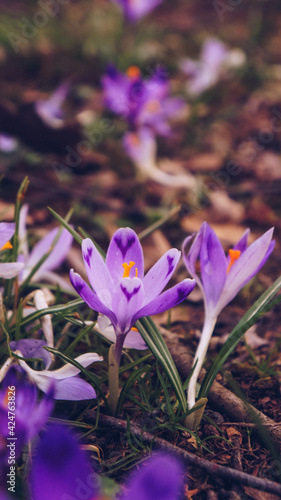 Spring flowers crocuses