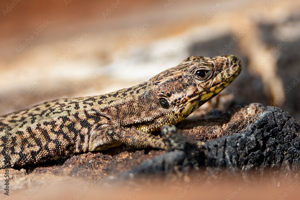 Common Wall Lizard -Podarcis muralis Common Wall Lizard -Podarcis muralis