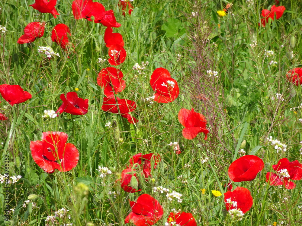 Naklejka premium Red Floral Poppy Flower Field 