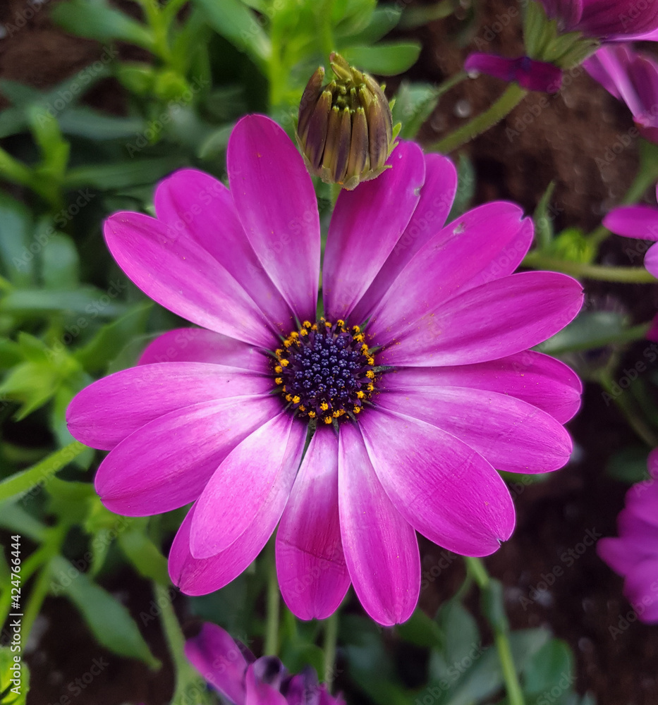 purple and pink garden decorative flowers for background purple and pink garden decorative flowers for background