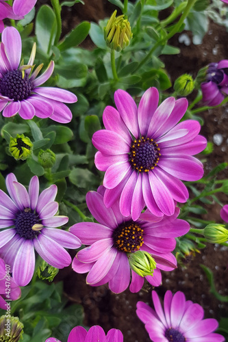 purple and pink garden decorative flowers for background