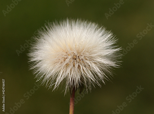 Fototapeta Naklejka Na Ścianę i Meble -  A close-up photo of sonchus asper