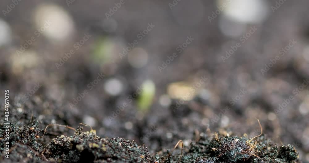 Fresh grass growing macro time-lapse. Closeup of germination and growth of tiny grass cereal crop. Wheat, oats or barley culture. Motorised panoramic movement. Fresh grass growing macro time-lapse. Closeup of germination and growth of tiny grass cereal crop. Wheat, oats or barley culture. Motorised panoramic movement.