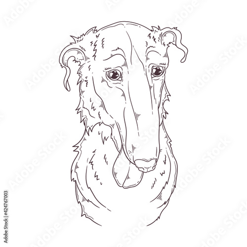 Hand drawn Borzoi dog portrait Vector. Isolated objects for your design. Each object can be changed and moved.
