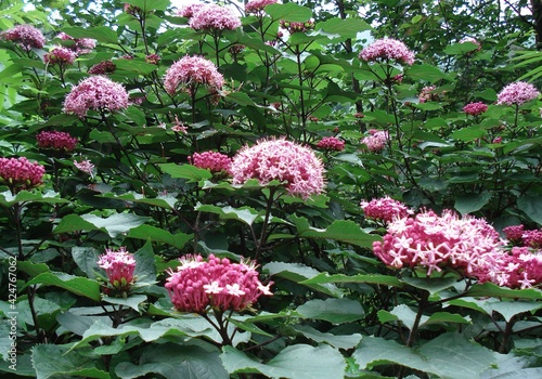 A close up photo of a Clerodendrum bungei Steud flower