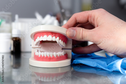 Mock up jaw with teeth on table in dental office