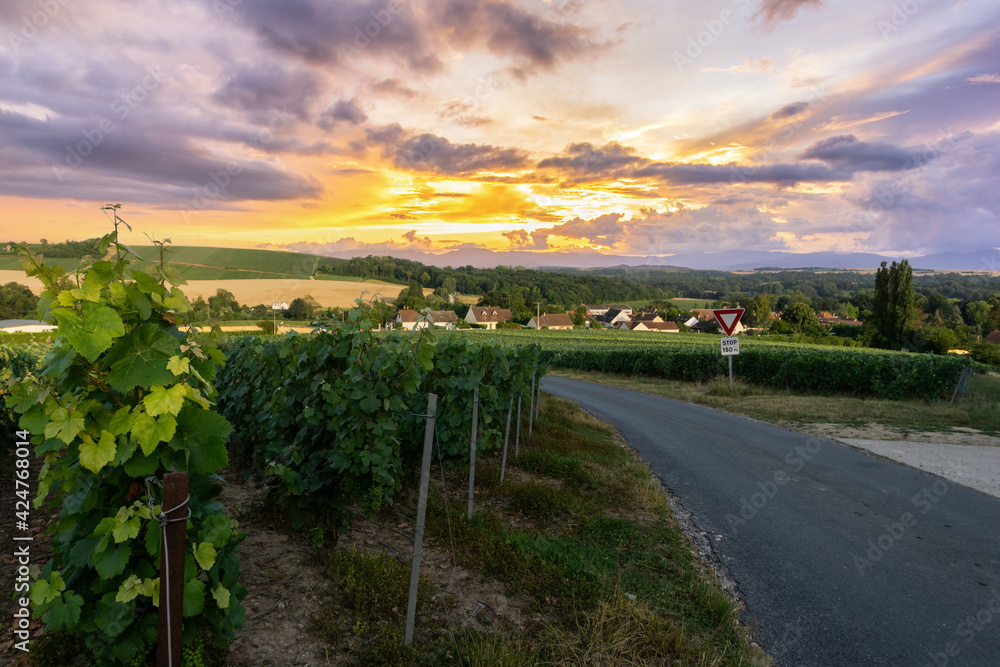 Naklejka premium Row vine grape in champagne vineyards at montagne de reims