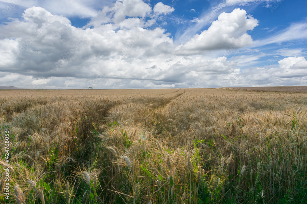 Beautiful rural scene of barley fields in sunny day
