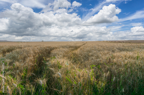 Beautiful rural scene of barley fields in sunny day