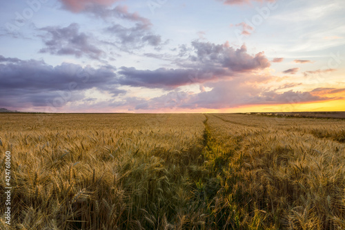 Beautiful rural scene of barley fields in sunset time