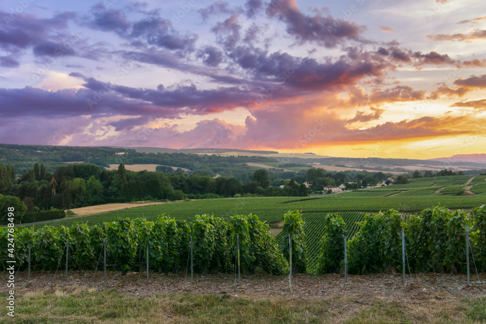 Row vine grape in champagne vineyards at montagne de reims