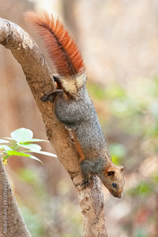 Variable Squirrel climbing down the tree Variable Squirrel climbing down the tree