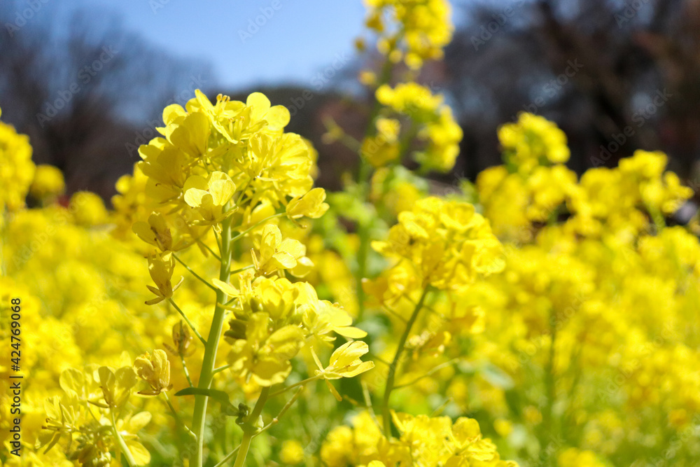 菜の花 アブラナ 菜花 春 満開 花畑 花びら 黄色 パステル 美しい きれい 優美 菜の花 アブラナ 菜花 春 満開 花畑 花びら 黄色 パステル 美しい きれい 優美