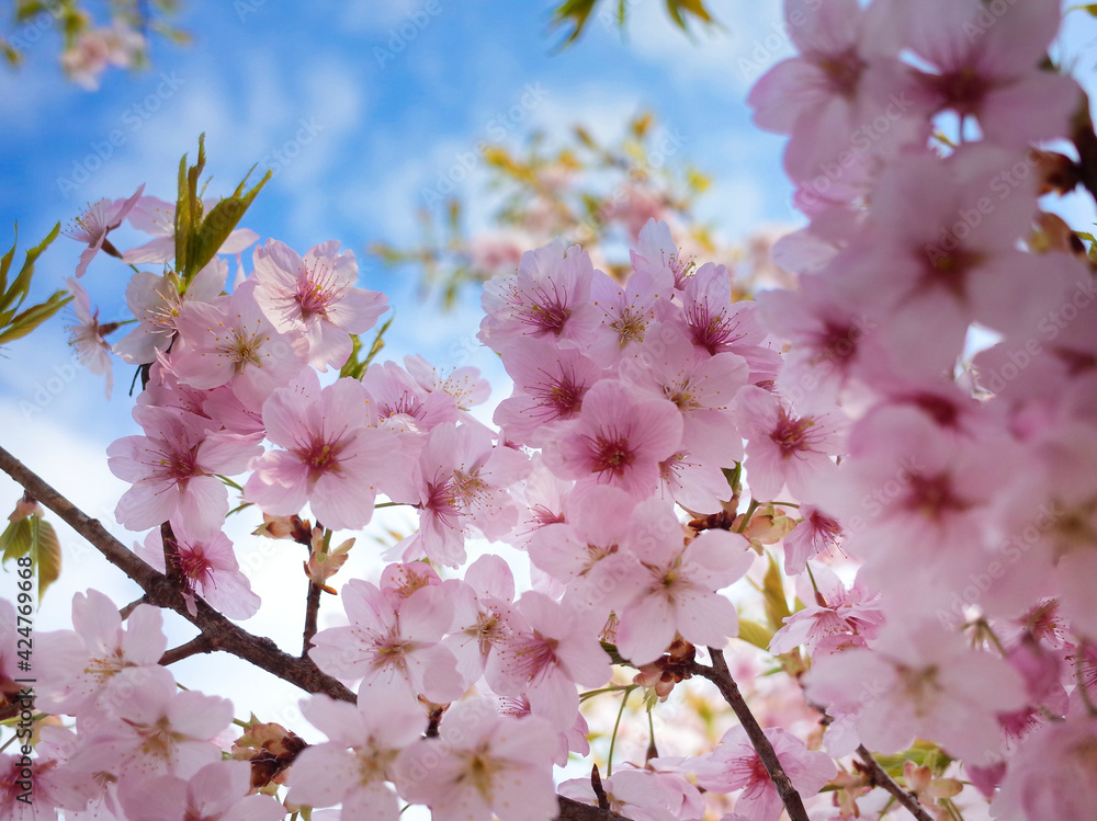 薄桃色の桜アップ 薄桃色の桜アップ