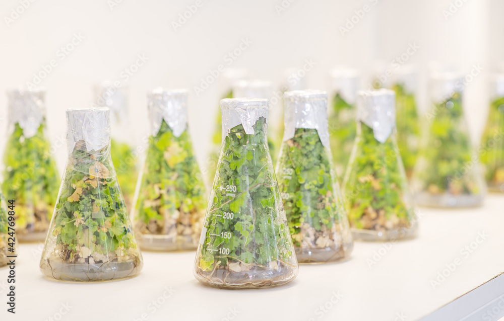Test tubes with different plants in laboratory, closeup. University lab exploring new methods of plant breeding, Alternative green herb medicine, Natural skin care beauty products, Laboratory and deve Test tubes with different plants in laboratory, closeup. University lab exploring new methods of plant breeding, Alternative green herb medicine, Natural skin care beauty products, Laboratory and deve