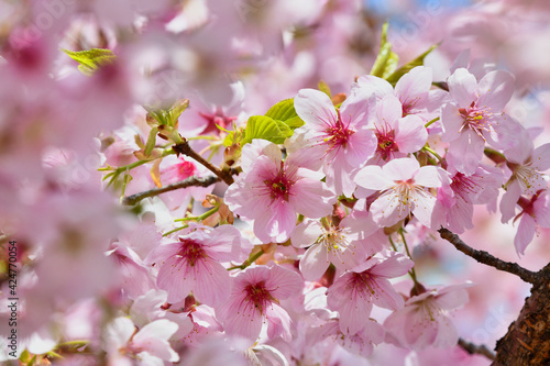 雲上殿と桜