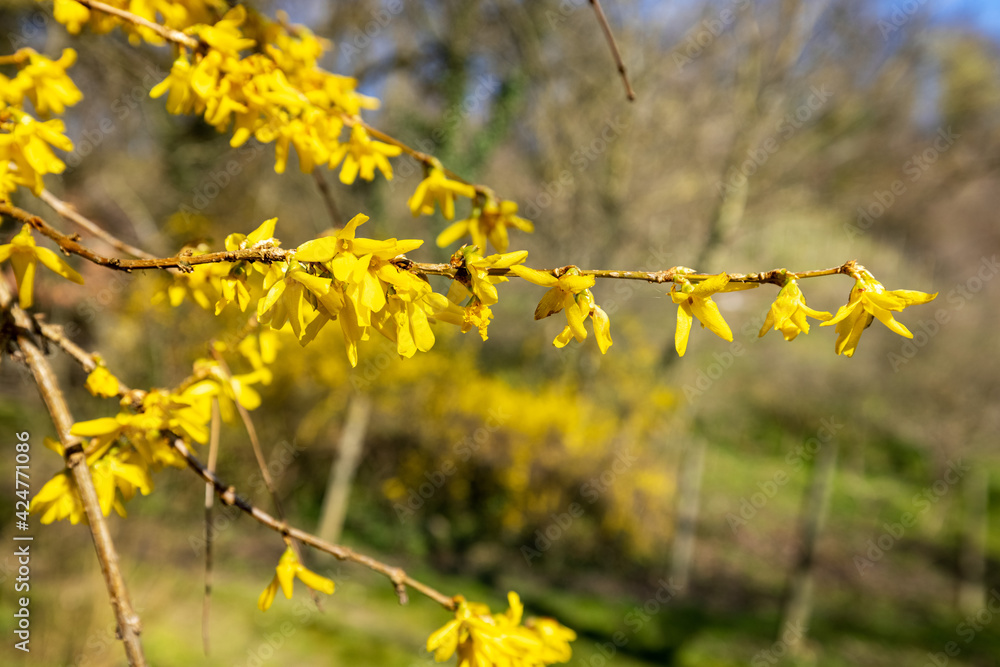 Forsythia europaea, commonly known as Albanian forsythia or European forsythia Forsythia europaea, commonly known as Albanian forsythia or European forsythia