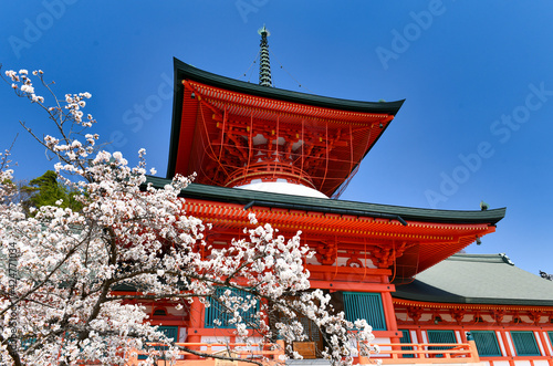 長野善光寺雲上殿と桜 photo