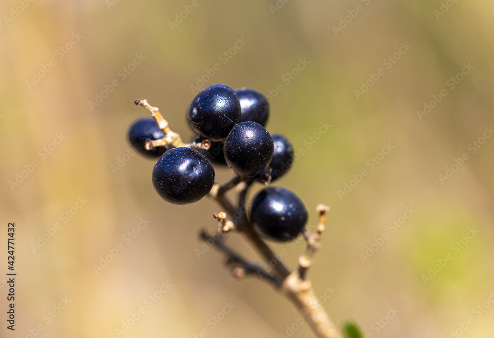 The druits of Ligustrum vulgare (Common Privet) The druits of Ligustrum vulgare (Common Privet)