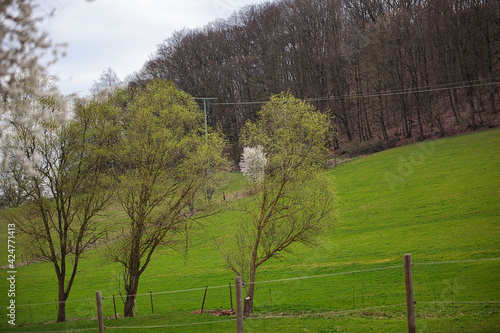 Frühling, Natur, Bäume, Blüten, Rheinland Pfalz, Katzweiler, April