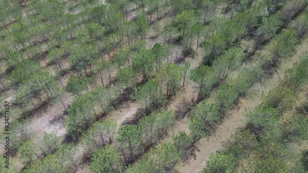 Aerial view, A pine plantation in Danube Biosphere Reserve. Movement forward above rows of pine trees. Top view, 4K-60fps. Danube Delta, Kiliya Raion, Odessa oblast, Ukraine Aerial view, A pine plantation in Danube Biosphere Reserve. Movement forward above rows of pine trees. Top view, 4K-60fps. Danube Delta, Kiliya Raion, Odessa oblast, Ukraine