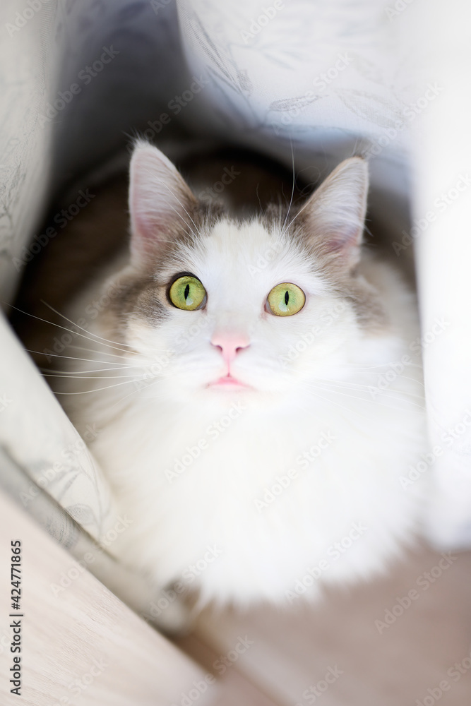 カーテンの前に座っている白猫が上を見ている