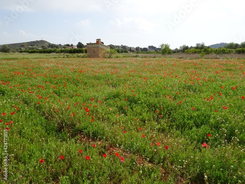 Small Farmhouse in Poppy Field