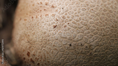 natural scleroderma citrinum mushroom photo photo