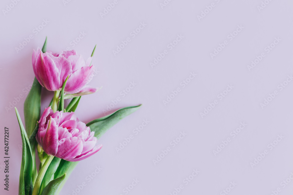 Tender violet tulips on pastel violet background. Greeting card for Women's day. Tender violet tulips on pastel violet background. Greeting card for Women's day.