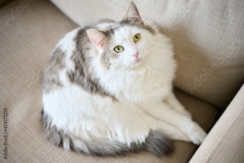 ソファの上でリラックスしている白猫のハイアングルショット