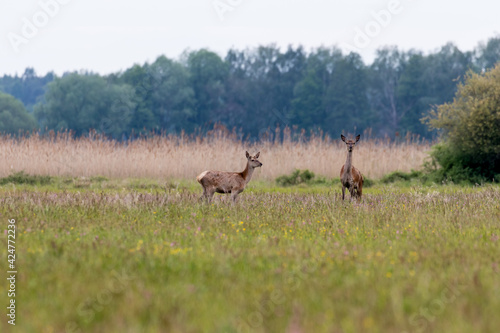 Fototapeta Naklejka Na Ścianę i Meble -  Jelenie cervus elaphus trzciny i łąka latem, rezerwat przyrody Dolina Baryczy Polska