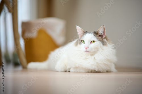 木のフローリングの上に座っている白猫