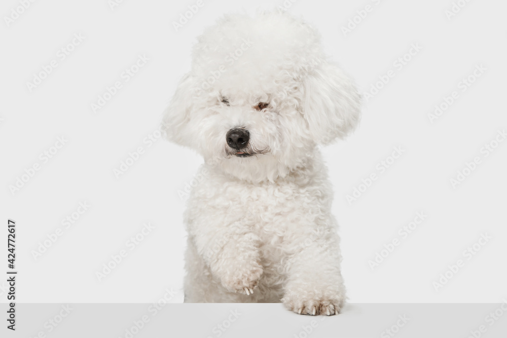 Small funny dog Bichon Frise posing isolated over white background.